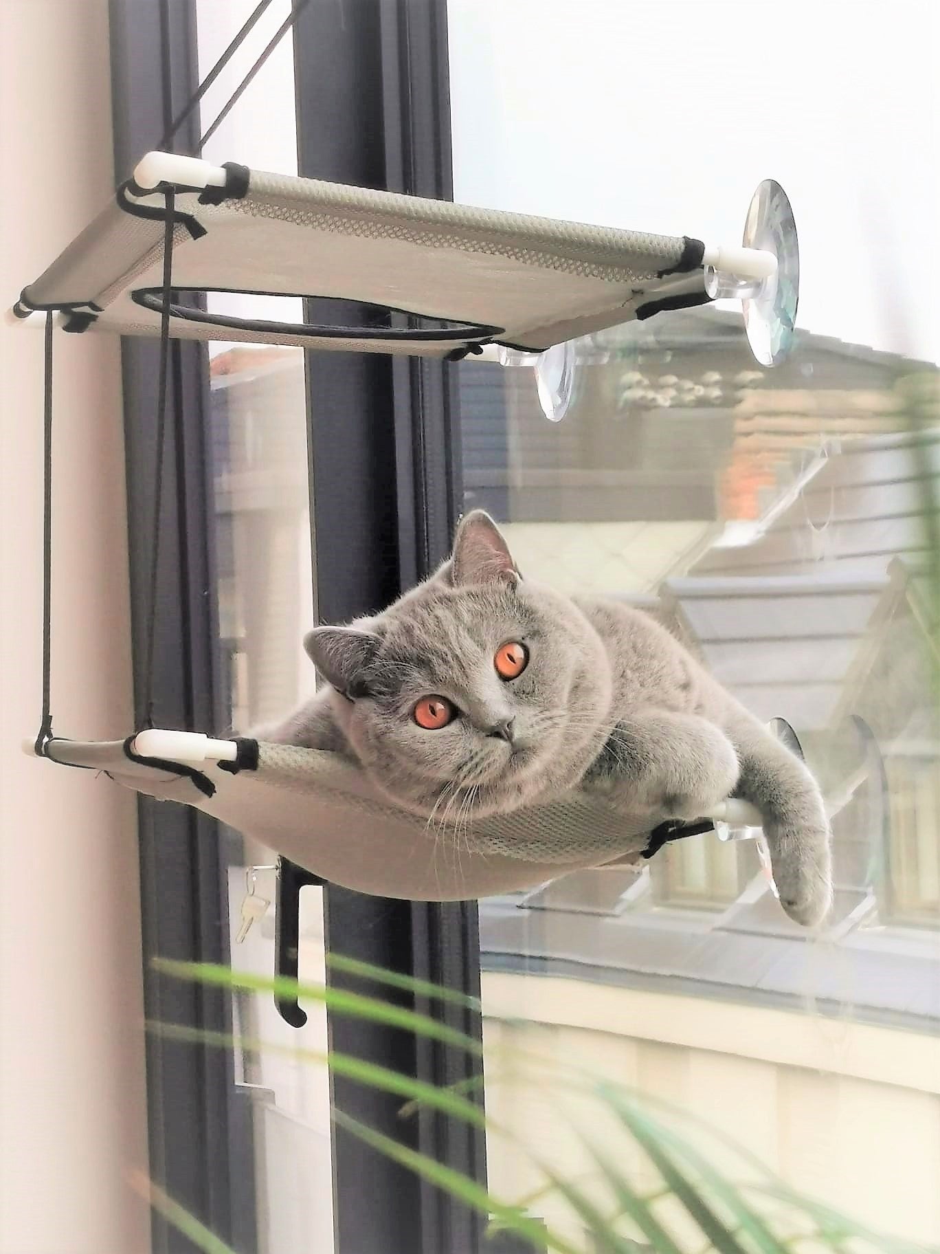 Relaxerende Hangmat voor Katten - 2 niveau's - sterke 30kg draagkracht - Makkelijke instructies